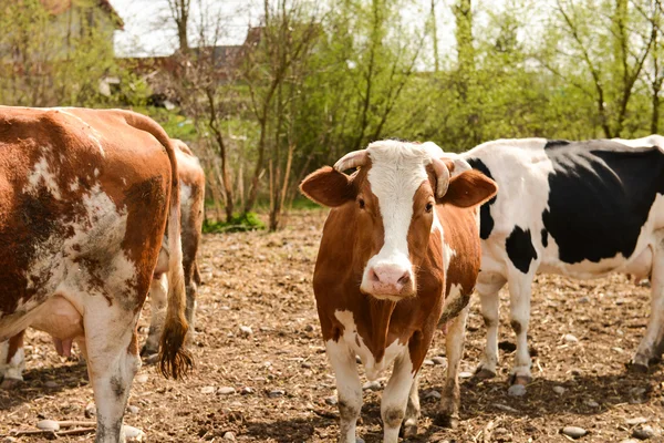 Kuhherde auf einer Weide im Frühling — Stockfoto