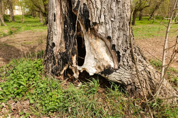 Tree trunk with a den dug in it, hide place for animals in the w — Stock Photo, Image