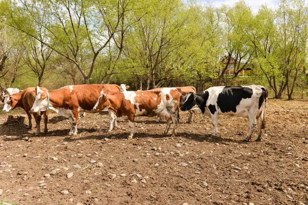 Stada krów na pastwiskach, na wiosnę — Zdjęcie stockowe