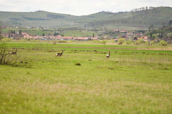 Foto de grupo jovens cervos correndo através do prado na primavera — Fotografia de Stock