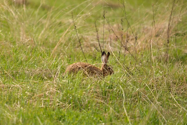 필드에서 hare, 잠재적인 육 식 동물에서 숨기기 — 스톡 사진