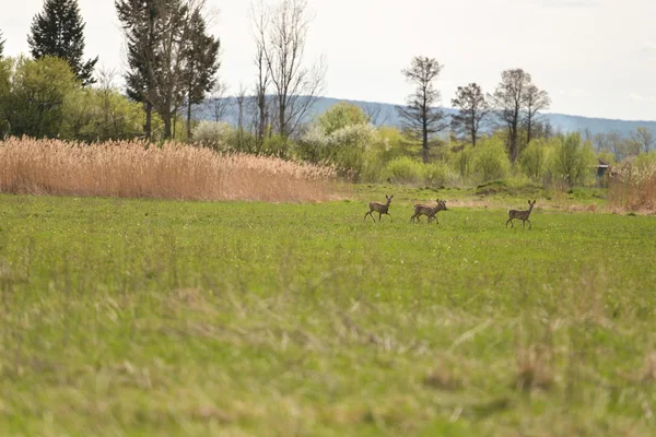 Cerf rouge dans le pâturage, scène nature en plein air — Photo