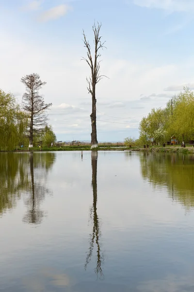 Uma árvore refletida em um lago em um belo dia de primavera — Fotografia de Stock