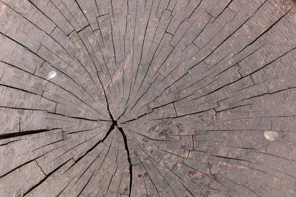 Oude donkere bruine boom kofferbak textuur of achtergrond — Stockfoto