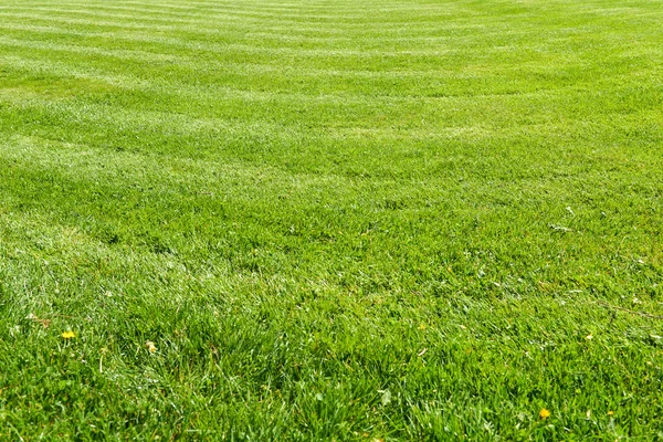 Świeży naturalny trawnik trawy — Zdjęcie stockowe