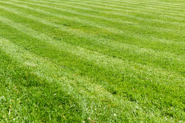 Zielona trawa naturalna pole tło, świeże cięcia — Zdjęcie stockowe