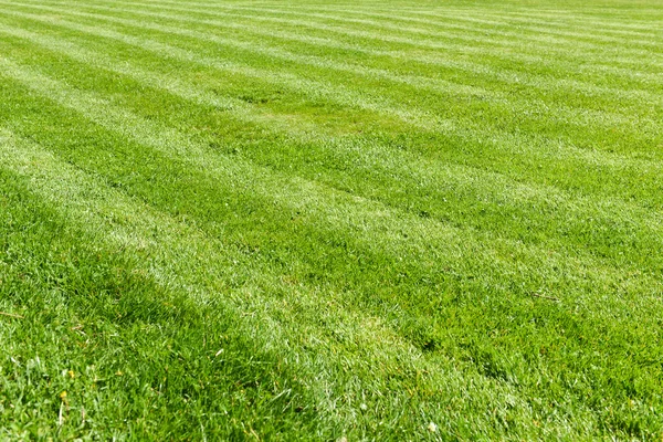 Natuurlijke groene gras veld achtergrond, vers gesneden Rechtenvrije Stockafbeeldingen