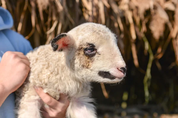 Potrait D Un Bebe Agneau Mignon Et Adorable Dans Les Bras D Un Homme Emotion La Vie Stock Photo
