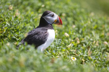 İki martı kayanın üstünde, arkada deniz var..