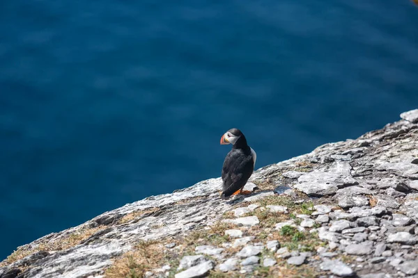 İki martı kayanın üstünde, arkada deniz var..