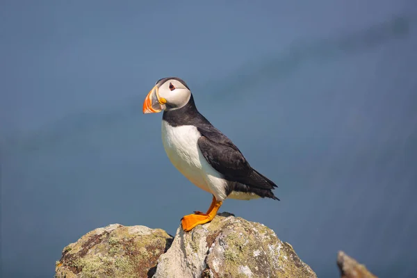 İki martı kayanın üstünde, arkada deniz var..