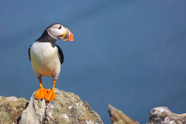 Dois Puffins Rocha Com Mar Fundo — Fotografia de Stock