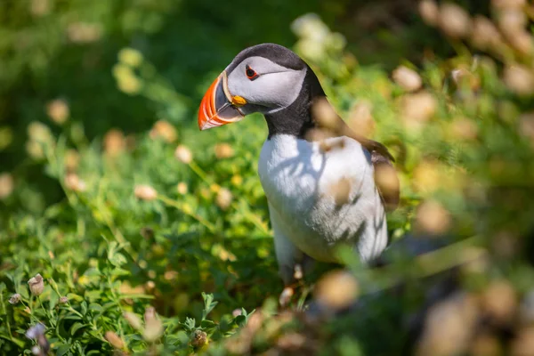 İki martı kayanın üstünde, arkada deniz var..