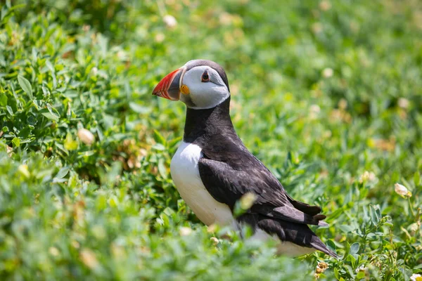 İki martı kayanın üstünde, arkada deniz var..