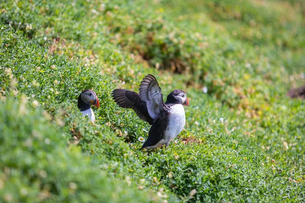 İki martı kayanın üstünde, arkada deniz var..