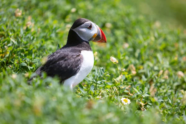 İki martı kayanın üstünde, arkada deniz var..