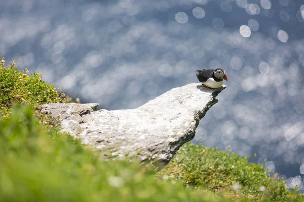 İki martı kayanın üstünde, arkada deniz var..