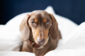 Malý jezevčík pes na posteli s modrým pozadím