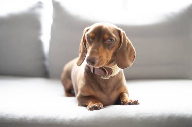 Küçük köpek Dachshund gri kanepede