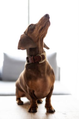 Küçük Dachshund köpeği yukarı bakıyor.