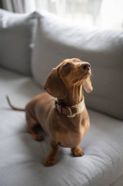 Küçük köpek Dachshund gri kanepede