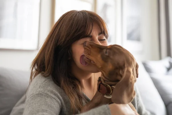 Küçük köpek Dachshund öpen kızı yalıyor