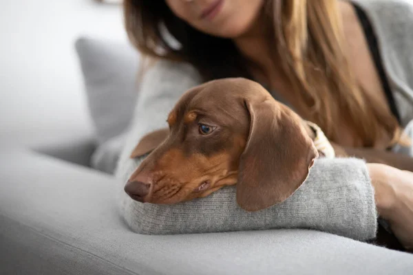 Evdeki kanepede küçük bir Dachshund köpeğini okşayan kız..