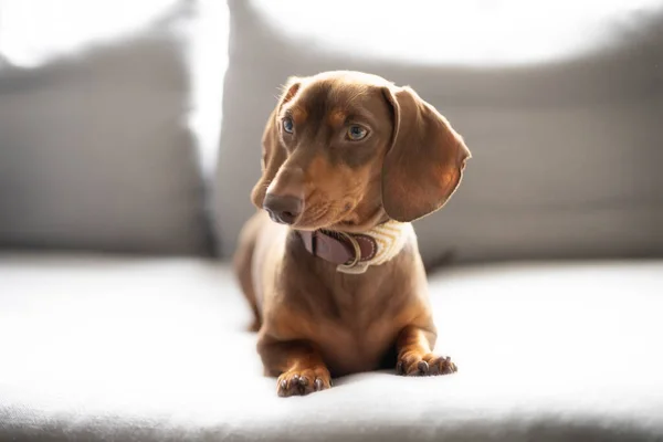 Küçük köpek Dachshund gri kanepede