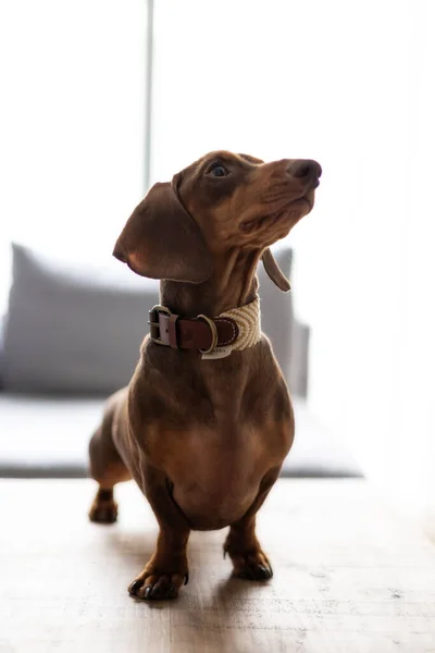 Küçük Dachshund köpeği yukarı bakıyor.