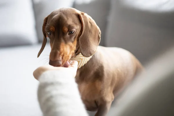 Küçük bir Dachshund köpeğini besleyen kız