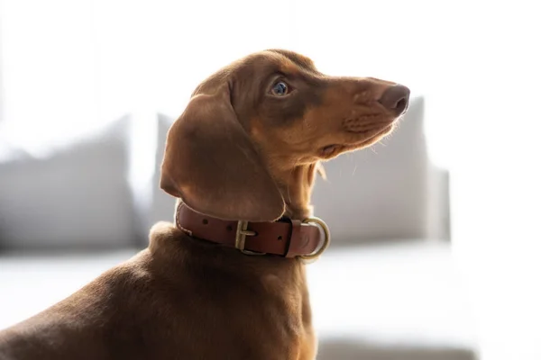 Küçük Dachshund köpeği yukarı bakıyor.