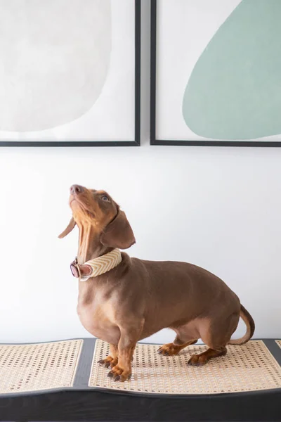 Piccolo Cane Bassotto Casa Con Immagini Sfondo — Foto Stock