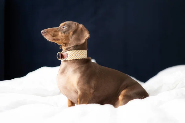 Piccolo Cane Bassotto Sul Letto Con Sfondo Blu — Foto Stock