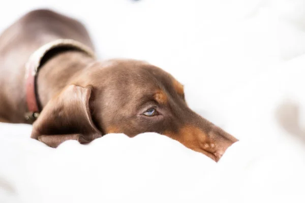 Küçük Dachshund köpeği yatakta.