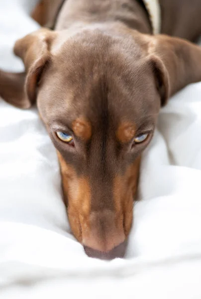 Küçük Dachshund köpeği yatakta.