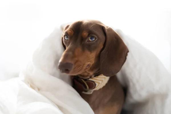 Piccolo Cane Bassotto Sul Letto — Foto Stock