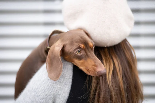 Sokakta küçük Dachshund köpeğini okşayan bir kız.