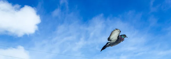 Pigeons — Stock Photo, Image