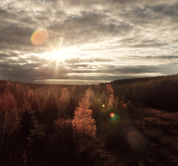 Zonlicht op herfst bos — Stockfoto