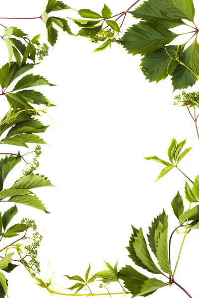 Bakgrund med isolerade gröna blad — Stockfoto