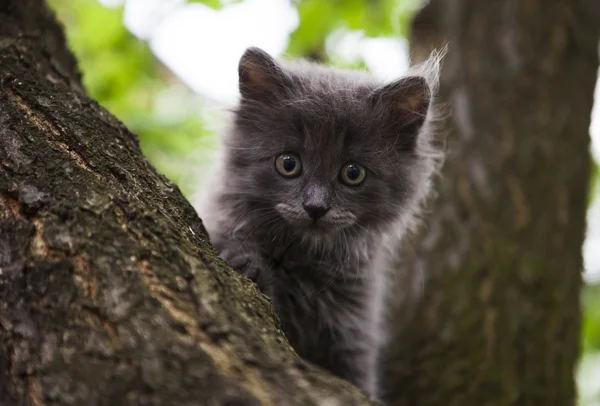 在一棵树的小猫 — 图库照片