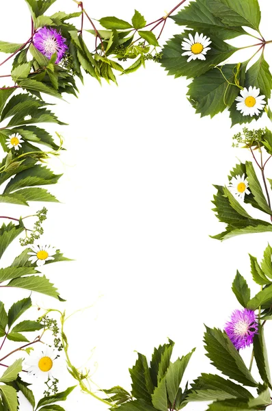Háttérrel, elszigetelt zöld lombozat és virágok Jogdíjmentes Stock Fotók