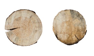 ağaç halkaları üzerinde izole beyaz arka kapatmak