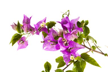 Beyaz arka plan üzerinde izole Pembe çiçek yakın çekim