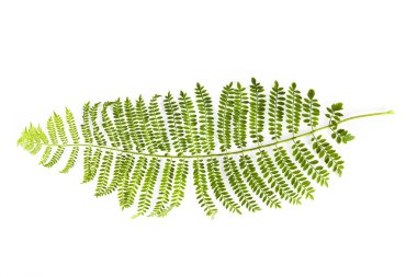 Beyaz arka plan üzerinde izole fern yakın çekim