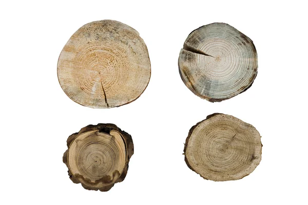 Tree rings close up isolated on white background — Stock Photo, Image