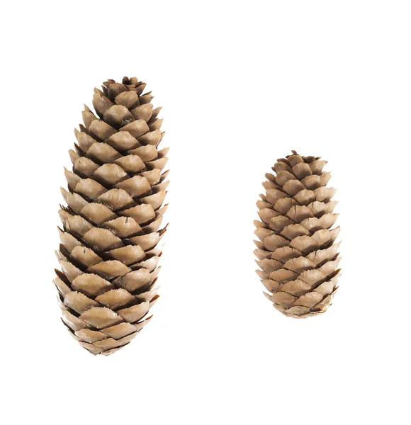 Close-up of pine cones isolated on white background — Stock Photo, Image