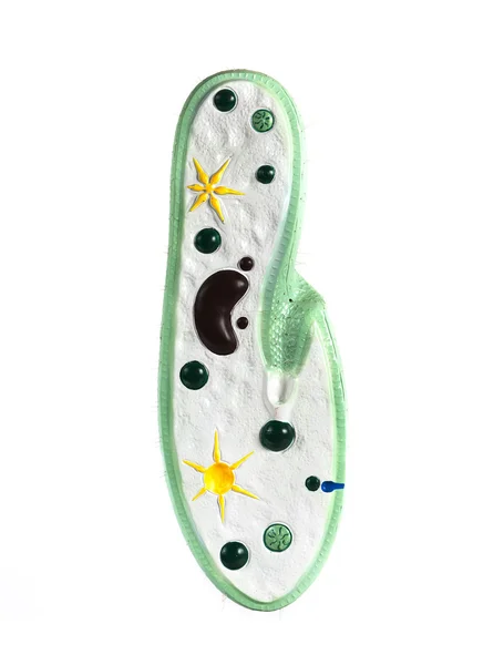 Paramecium μοντέλο βιολογικών κατάρτισης — Φωτογραφία Αρχείου
