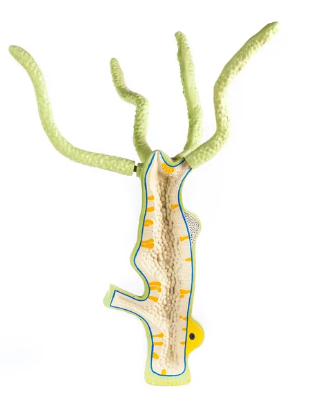 Biological training model hydra — Stock Photo, Image