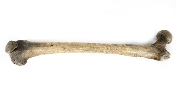 Old bone isolated on white background — Stock Photo, Image